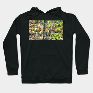 Female Northern Cardinal In The Bushes Hoodie